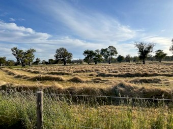 Late Season Meadow hay off iconic Barossan Thoroughbred Stud Farm. 