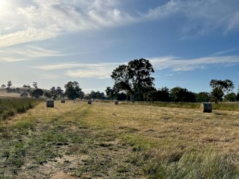 Late Season Meadow hay off iconic Barossan Thoroughbred Stud Farm. 