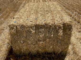 Wheaten Straw 8x4x3 Bales (New Season 22/23)