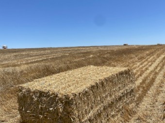 Wheaten Straw 8x4x3 Bales (New Season 22/23)