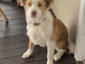 Purebred border collie 