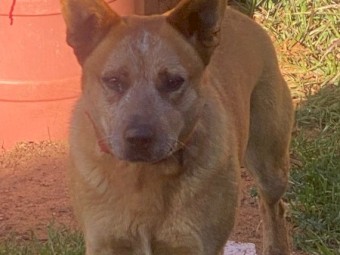 Red Heeler pups for sale