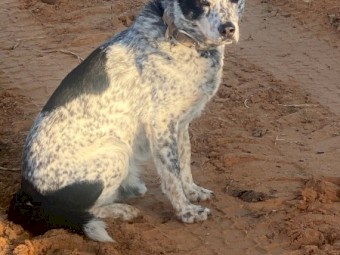 Red Heeler pups for sale