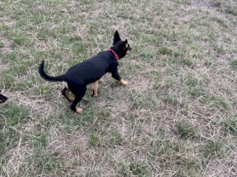 3 male kelpie puppies for sale