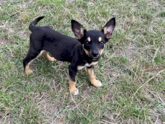 3 male kelpie puppies for sale