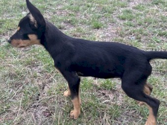 3 male kelpie puppies for sale