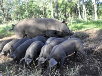 Heritage English large black piglets