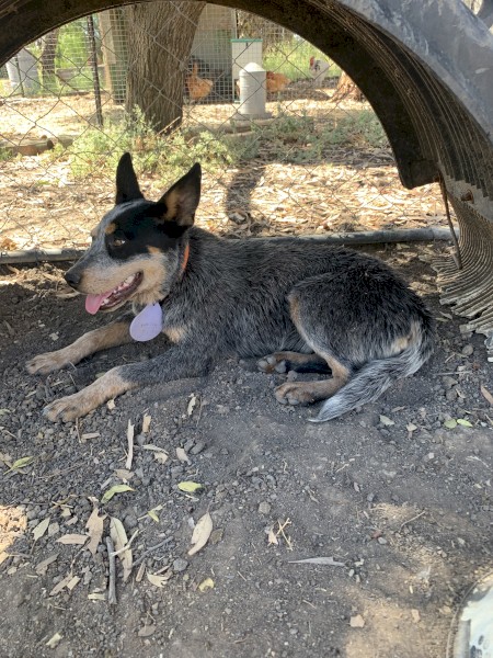 Blue Heeler