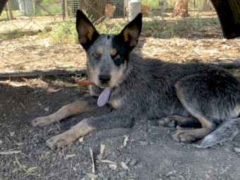 Blue Heeler