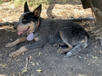 Blue Heeler