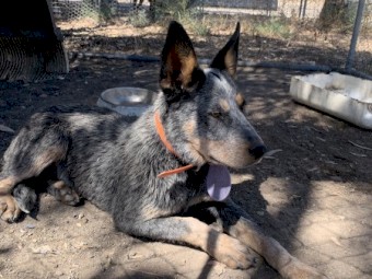 Blue Heeler