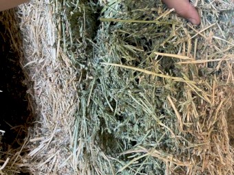 400mt Lucerne Hay 680kg 8x4x3 Bales