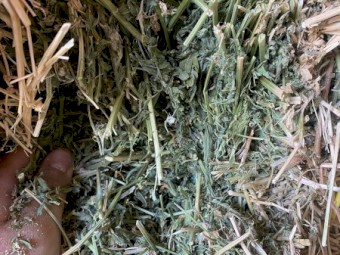 4000+ bales of lucerne hay 