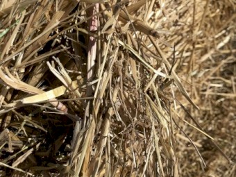 Oaten Hay Rounds