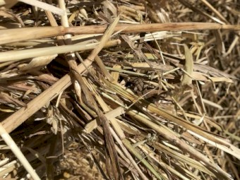 Oaten Hay Rounds