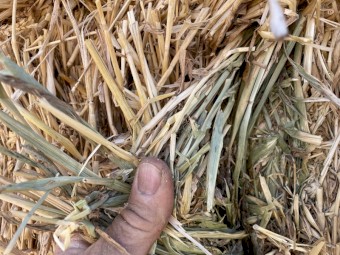 150mt Barley Hay 8x4x3 Bales (New Season 22/23)
