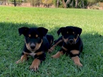 Kelpie Pups