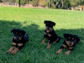 Kelpie Pups