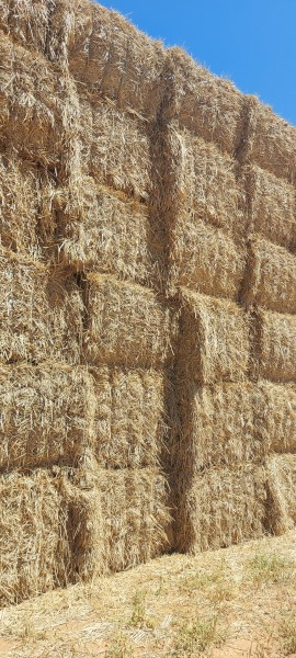 Hay Wheat ryegrass vetch