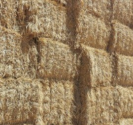 Hay Wheat ryegrass vetch