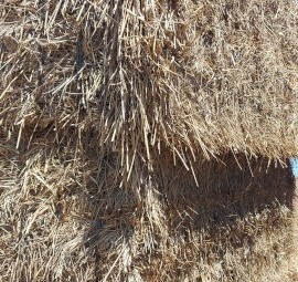 Hay Wheat ryegrass vetch