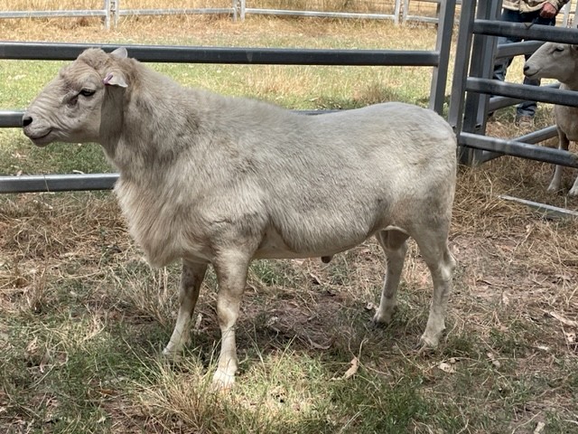 Australian White Ram