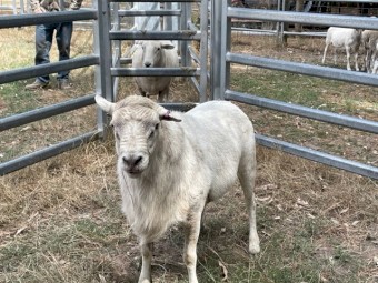 Australian White Ram