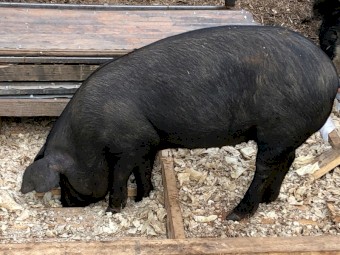 Large Black Pigs x 40