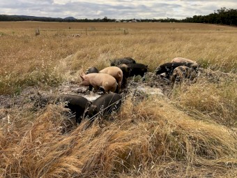 Large Black Pigs x 40