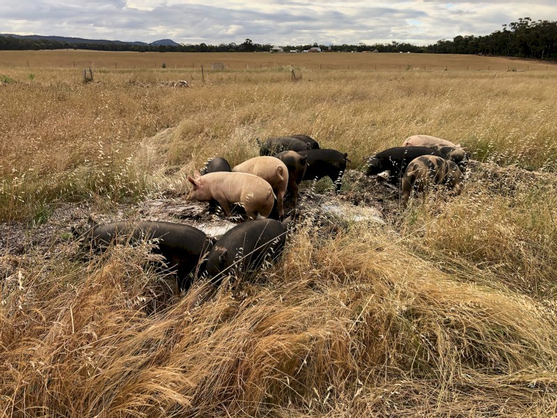 Large Black Pigs 60 Kg