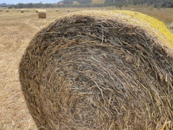Oaten Hay