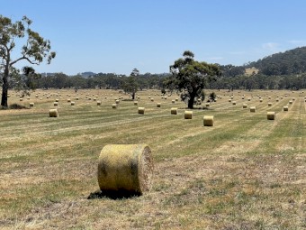 Oaten Hay
