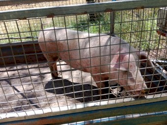 Selling BerkshirexTamworth Gilts