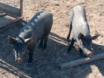 Selling BerkshirexTamworth Gilts