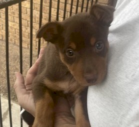 Red and tan kelpie puppies