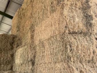 35mt Vetch Hay 8x4x3 Bales