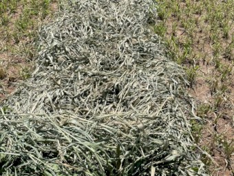 2023 SEASON PACIFIC SPRINT SUDAN X SUDAN HYBRID HAY 