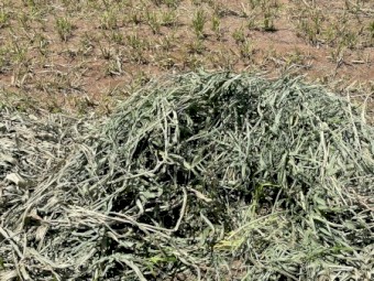 2023 SEASON PACIFIC SPRINT SUDAN X SUDAN HYBRID HAY 