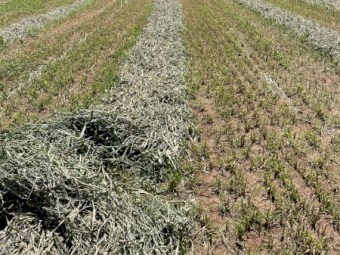 2023 SEASON PACIFIC SPRINT SUDAN X SUDAN HYBRID HAY 