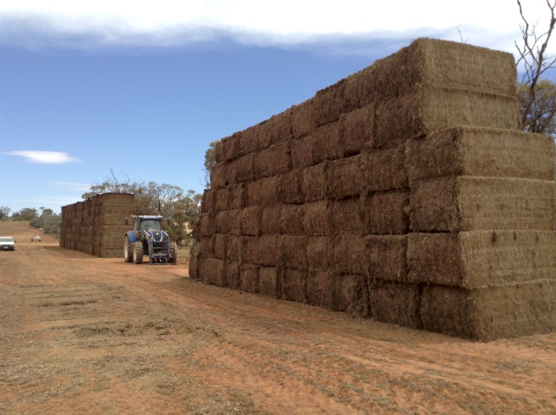 120mt Vetch Hay 580kg 8x4x3 Bales (New Season 22/23)