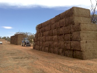 120mt Vetch Hay 580kg 8x4x3 Bales (New Season 22/23)