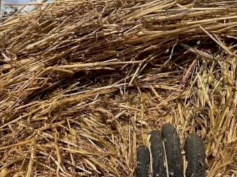 Hay Lucerne & Rye - Round bales
