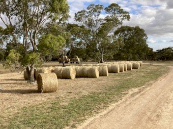 Hay Lucerne & Rye - Round bales