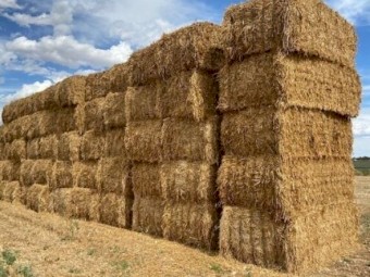 Hay Lucerne & Oats - Excellent quality