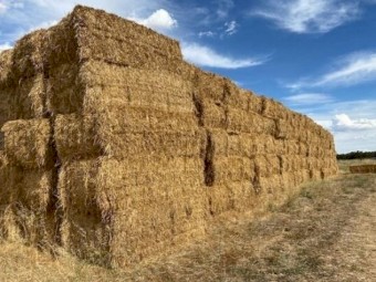 Hay Lucerne & Oats - Excellent quality