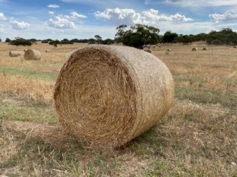 Hay Oaten x 300 bales