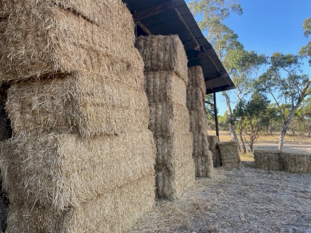 Hay Oats - Excellent quality