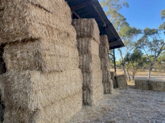Hay Oats - Excellent quality