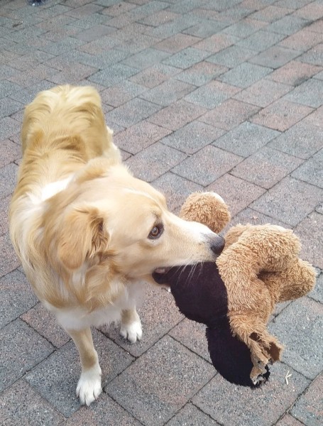 Border Collie - Free - 18mths old