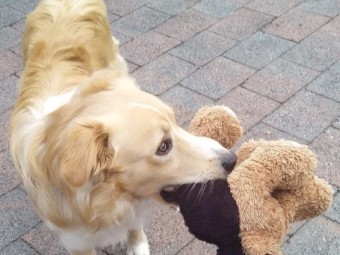 Border Collie - Free - 18mths old